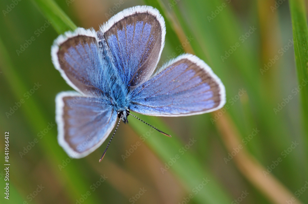 Wall mural Beautiful blue butterfly on a green background. Golubyanka icarus. Beauty is in nature.