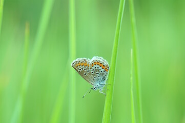 A beautiful little butterfly on a background of green grass.
