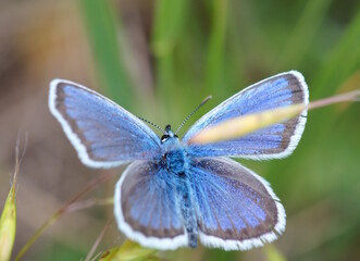 Beautiful blue butterfly on a green background. Golubyanka icarus. Beauty is in nature.