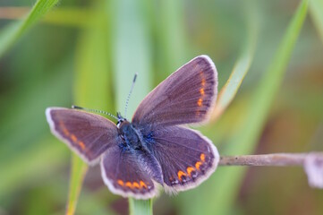 A beautiful little butterfly on a green background. The pigeon is brown. Beauty is in nature.