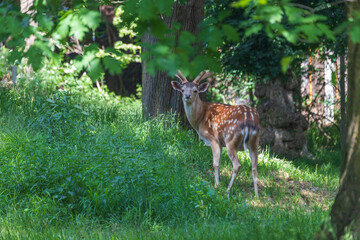 Sika deer - Cervus nippon stands on a meadow in the grass. Wild foto