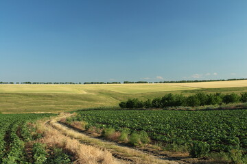 A dirt road through a field