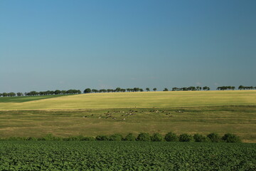 Obraz premium A field with crops and trees in the background