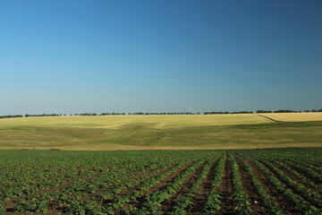 A field of crops