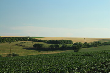 A field of crops