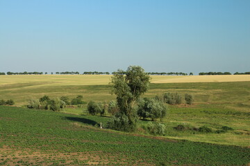 Fototapeta premium A tree in a field