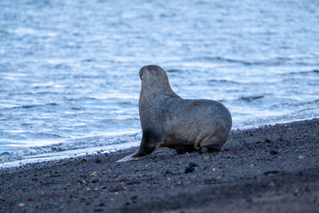 Antarctic fur seal on Deception Island
