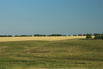 Obraz premium A field with trees and blue sky