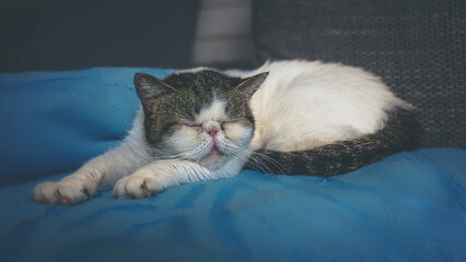 A white cat sleeps on a blue blanket on the sofa
