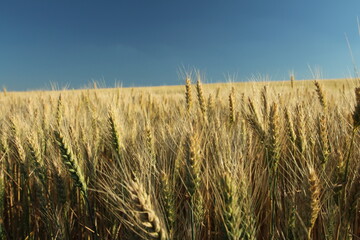 A field of wheat