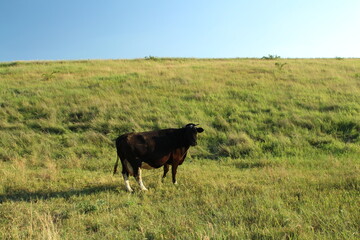 A cow standing in a field