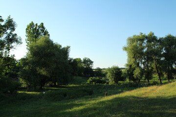 A grassy field with trees