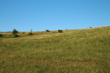 Obraz premium A grassy field with trees in the background