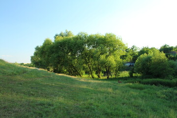 A grassy field with trees