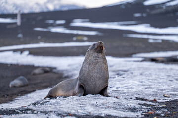 Antarctic fur seal on Deception Island