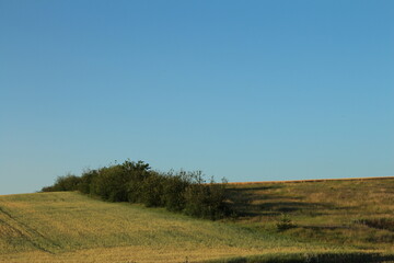 A field with trees and blue sky