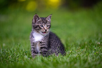 Cute tabby kitten outside in the grass