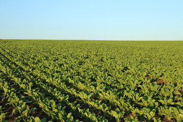 A large field of green plants