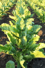 Naklejka premium A close-up of a plant