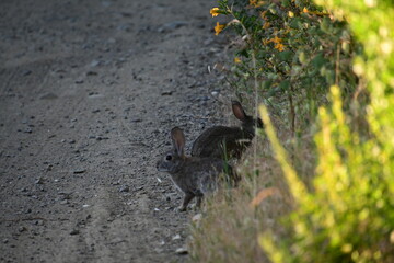 hare