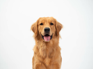 Obraz premium The studio portrait of the puppy dog Golden Retriever with a smile sitting on the white background