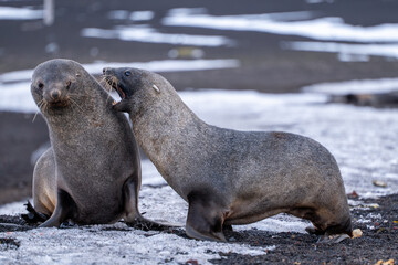 Fototapeta premium Antarctic fur seal on Deception Island