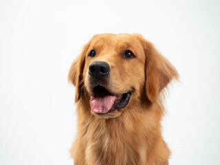 The studio portrait of the puppy dog Golden Retriever with a smile sitting on the white background