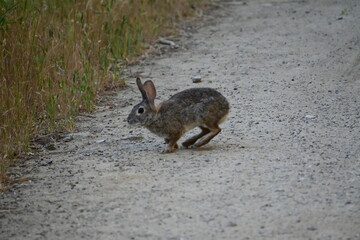 Obraz premium rabbit in the woods