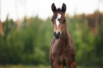 brown foal with white mark posing outdoors in summer, close up portrait