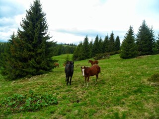 Horses Grazing in a Spring Meadow