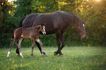 beautiful mare and her foal walking on a summer field