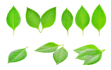 Fresh basil leaves transparent png