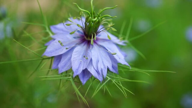 Black cumin seeds nigella sativa flower close up - purple black seed plant moving in the wind
