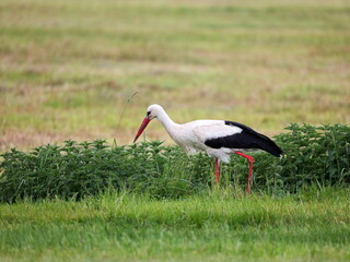 A white stork wades in the meadows of the Tollense Valley, foraging for insects and frogs, showcasing the area's rich biodiversity    