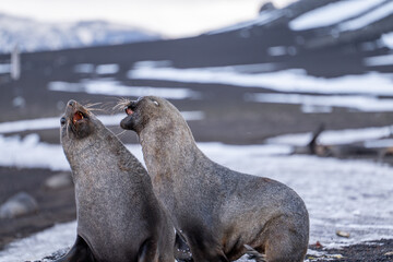 Antarctic fur seal on Deception Island
