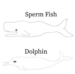 Sea animals sperm fish and dolphin hand drawn illustration on white background