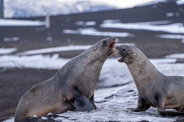 Antarctic fur seal on Deception Island
