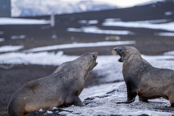 Antarctic fur seal on Deception Island
