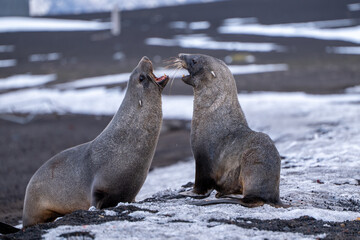 Antarctic fur seal on Deception Island