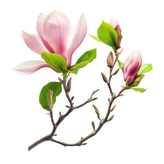 Magnolia flower isolated on white or transparent background