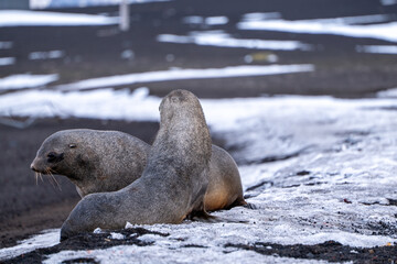 Antarctic fur seal on Deception Island