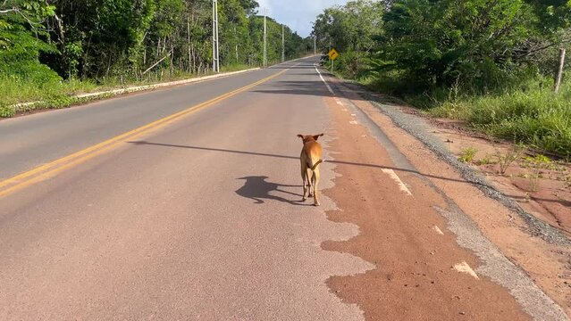 dog lost on the road