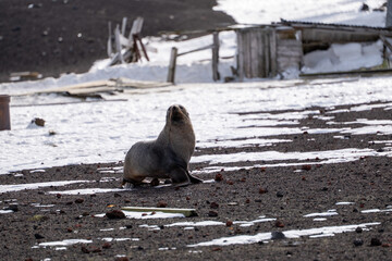 Antarctic fur seal on Deception Island