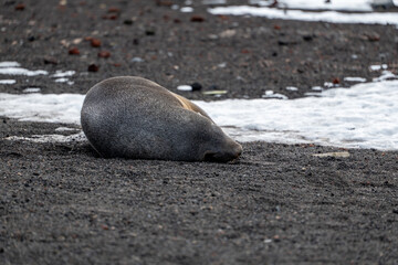Antarctic fur seal on Deception Island