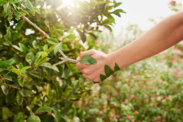 Nature, environment and shaking hands with tree for ecology, sustainability or help on earth day outdoor in summer. Leaf, person and handshake with plant for growth, partnership agreement closeup