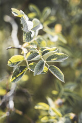 Plant Close-up Botanical Garden Twigs