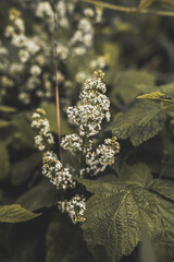 Plant Close-up Botanical Garden Twigs