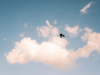 Flying Pigeon 