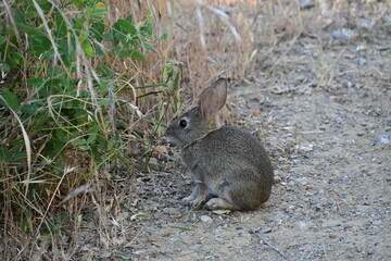 rabbit in the grass