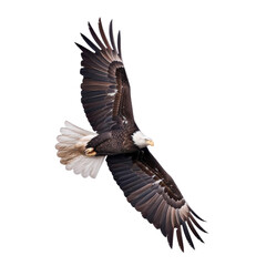 Obraz premium Majestic bald eagle soaring through the sky with outstretched wings, showcasing the grandeur and grace of this powerful bird of prey. isolated on transparent background.